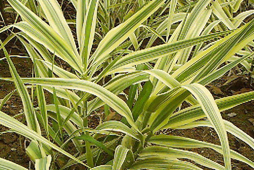 批发水生植物花叶大菖蒲江苏沭阳新河花叶大菖蒲