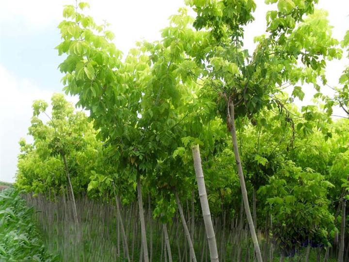 2d36l4基地批发销售绿化植物 糖槭苗 金叶糖槭小苗 糖槭树苗