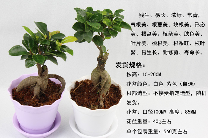 供应 人参榕 办公室花卉盆栽绿植 送礼佳品 防辐射 可水培