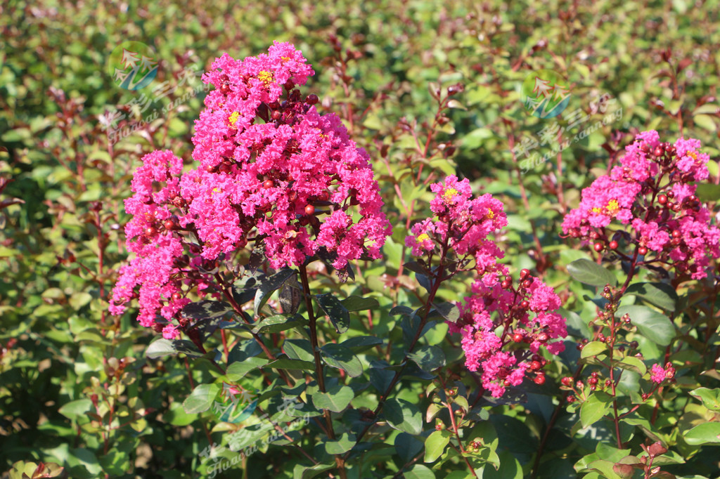 美国三红紫薇扦插技术