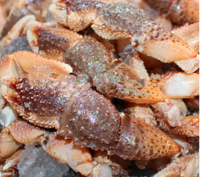 供应蟹脚新鲜野生海怪腿酱爆红烧寄居蟹脚肉质鲜嫩可口蟹类批发