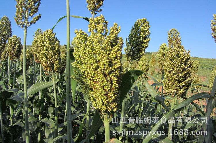 【农民直销】去皮高粱米 500g 10元运费不限量高粱5斤山西杂粮