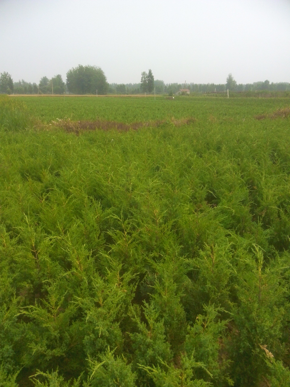 供应色块绿化苗木大桧柏大塔柏蜀桧块柏250400厘米