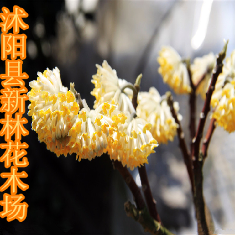 室內陽臺盆栽花卉,結香花苗樹苗 打結花打結樹,盆栽喜半陰耐日曬