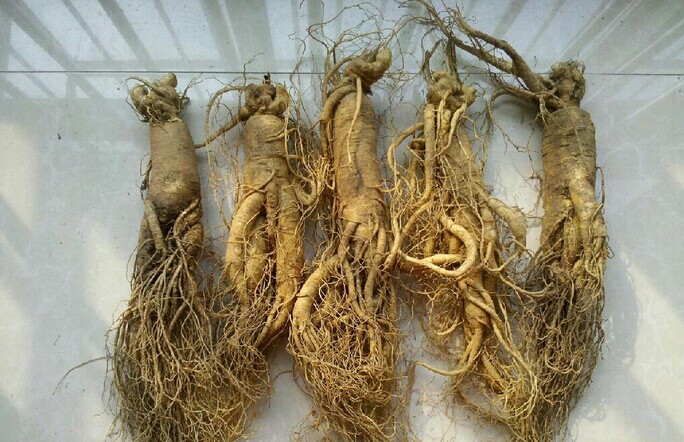 药材种子 人参 黄精 多年生地精 神草 中药之王滋补强身 10粒/包