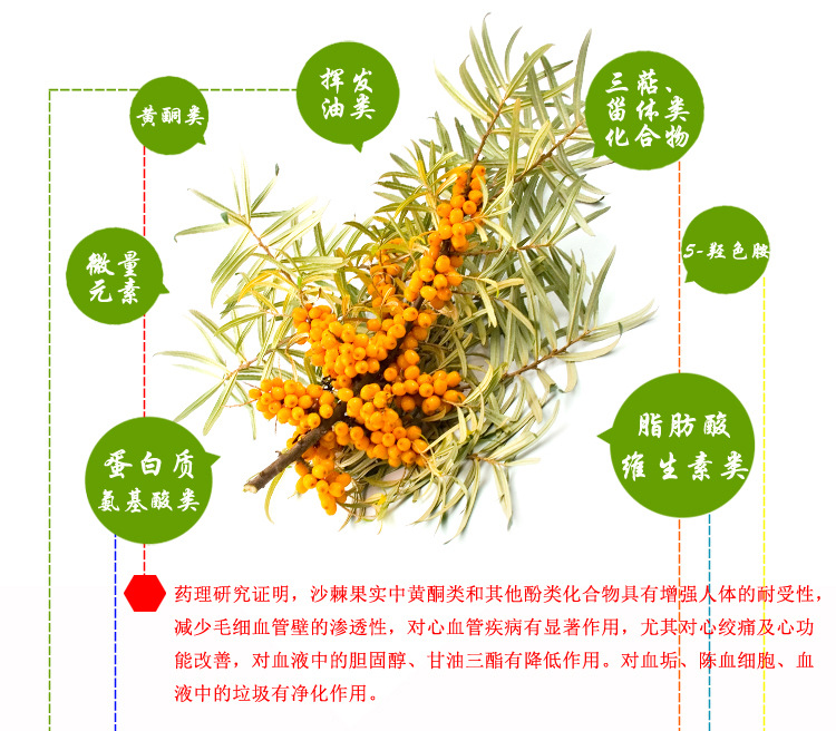 沙棘营养成分介绍_01