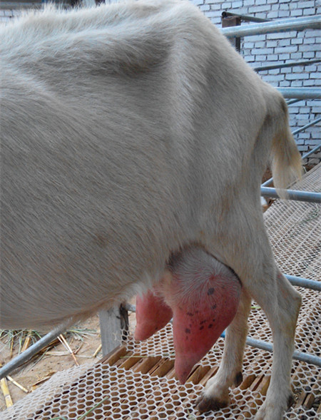 新型创业项目 发展养殖奶羊-养殖奶羊走致富之路