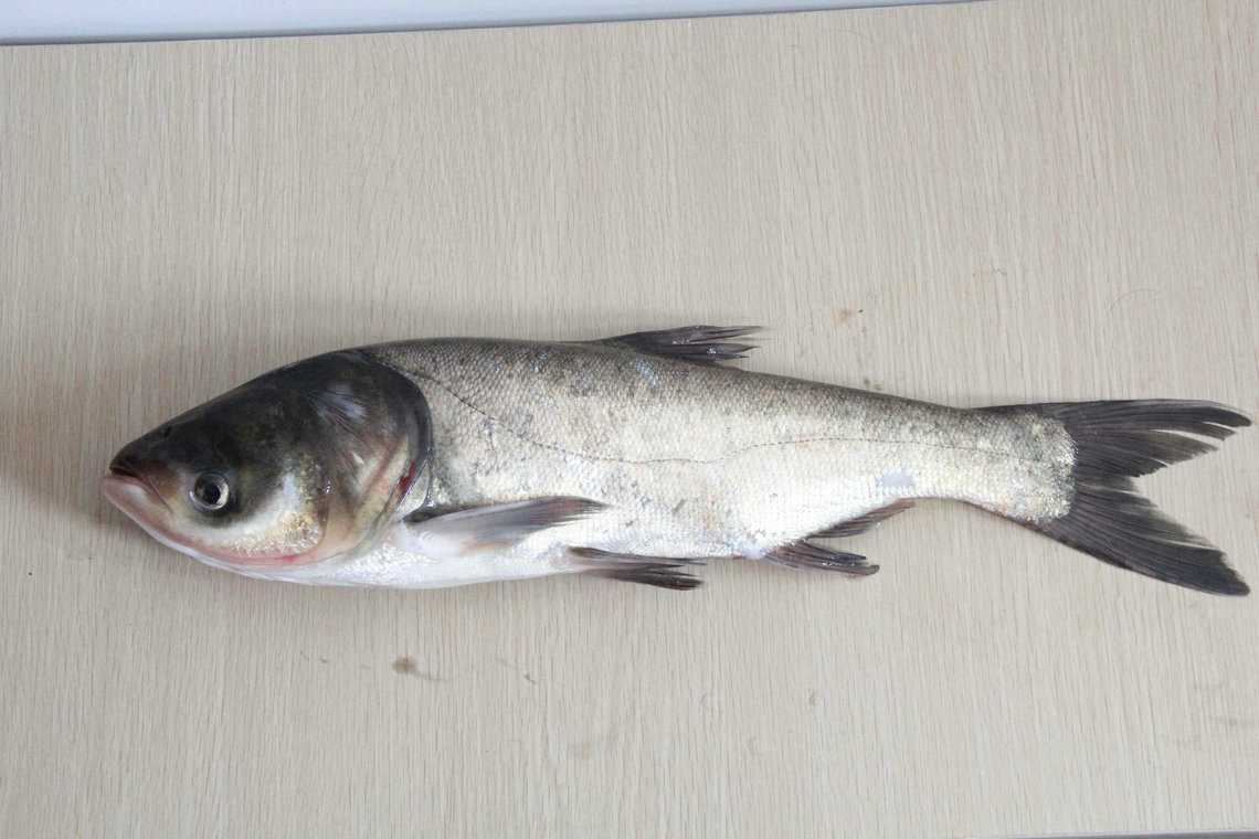 专业销售 各种生态鳙鱼 野生淡水鳙鱼 鲜活鳙鱼 优质大头鱼