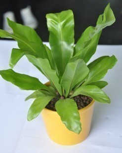 阔叶植物有哪些,室内阔叶植物,阔叶杂草有哪些_文秘苑图库