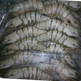 草虾冷冻批发 越南草虾