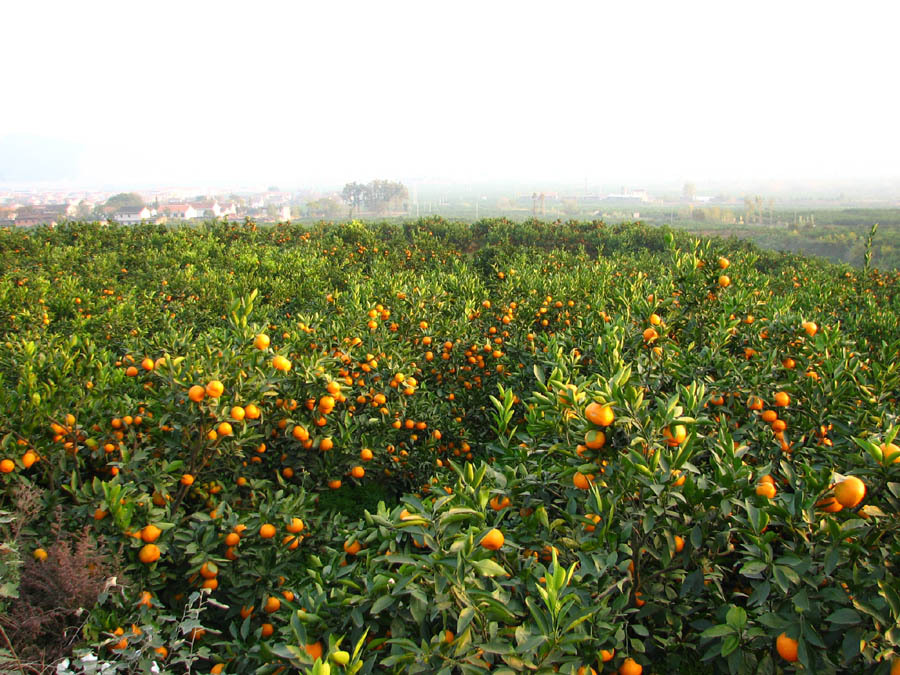 浙江特产衢州椪柑新鲜水果芦柑橘子原生态不抛光不打蜡农家**