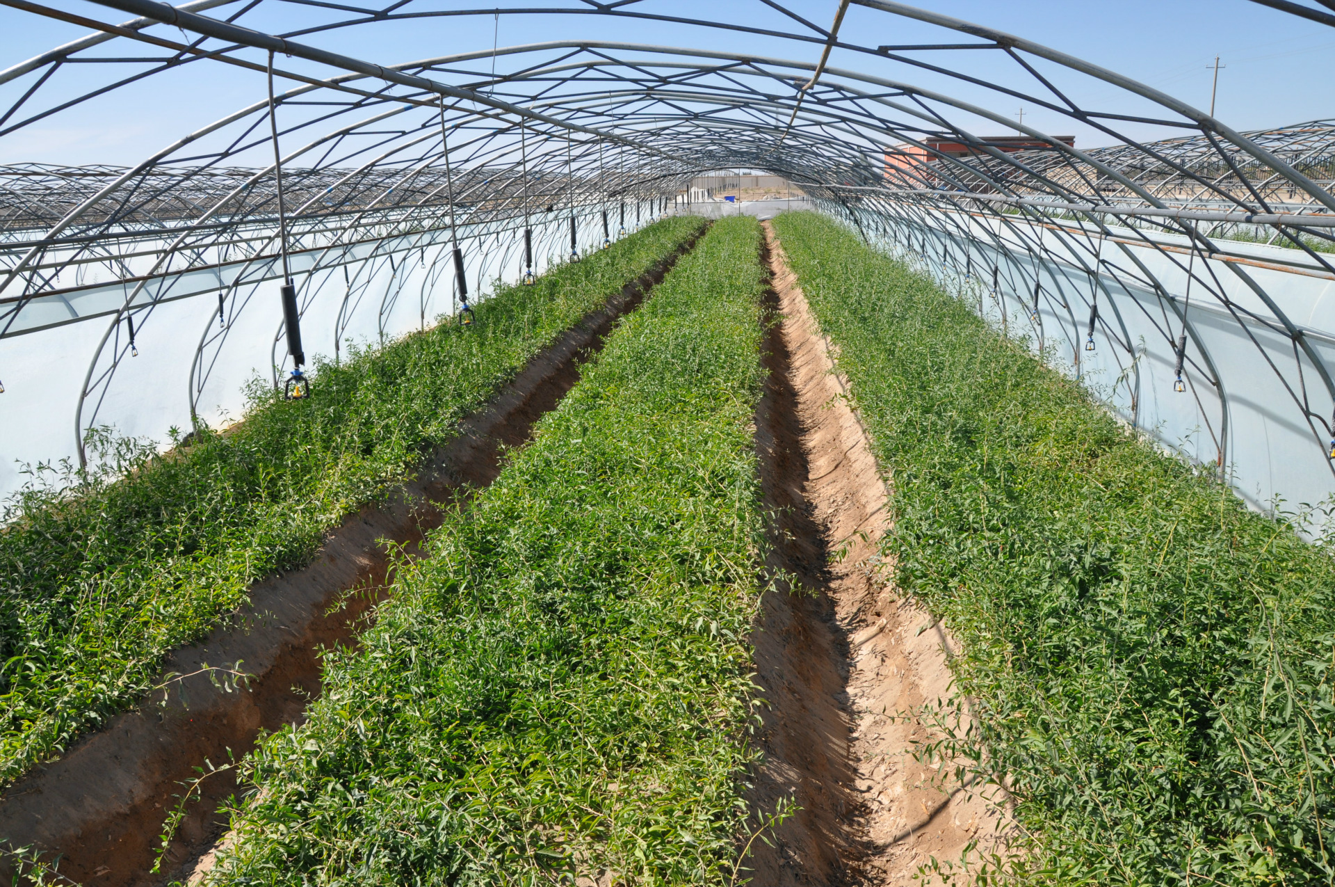 万亩枸杞农场直供瓜州枸杞雪水灌溉营养健康国标贡果枸杞