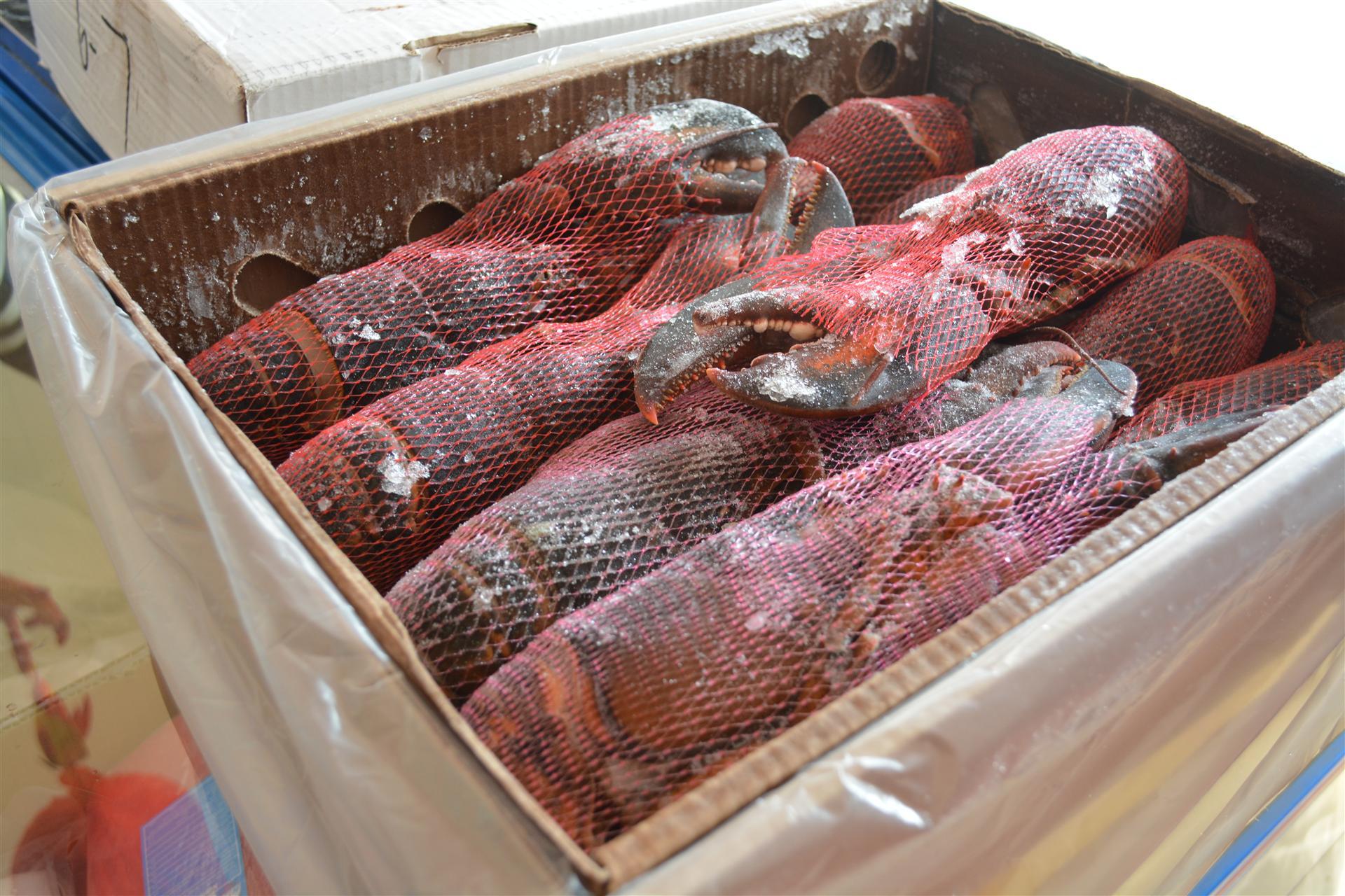 冷冻水产品海产品海鲜批发 生冻熟冻 波士顿龙虾 各类规格