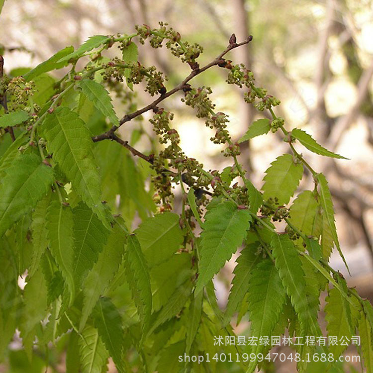 榉木树叶子图片,榆树叶子图片,红榉木树叶图片(第9页)_大山谷图库
