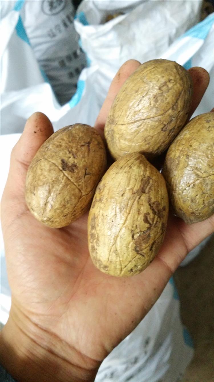 批发菩提原籽原料千眼菩提子通货原果千眼菩提子原籽千眼菩提精选