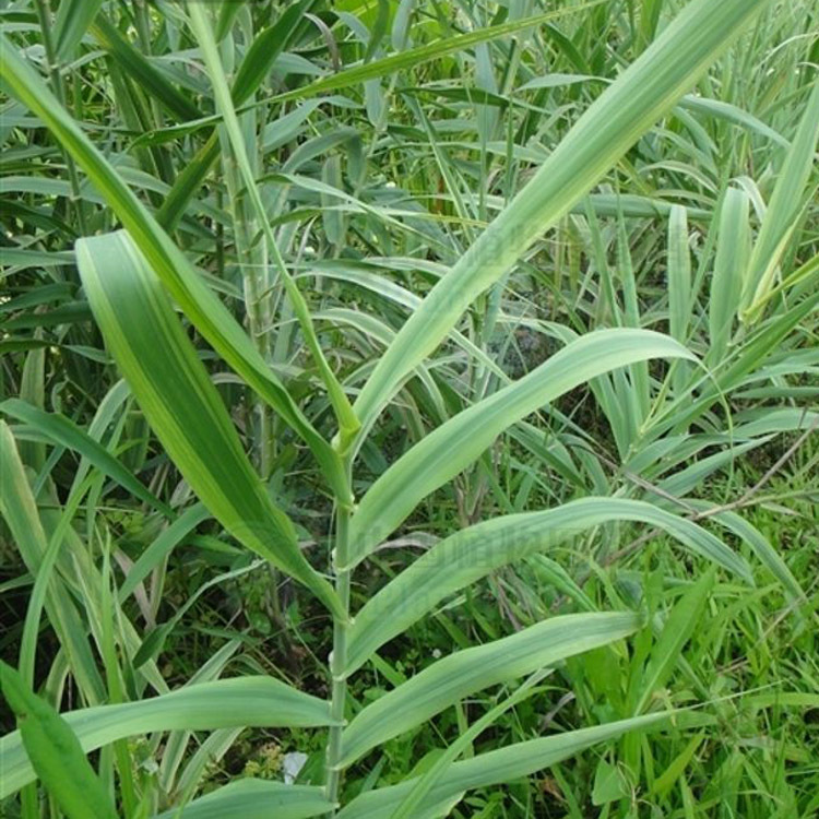 【建大园林】供应各种工程绿化苗木 大量批发 优质 花叶芦竹