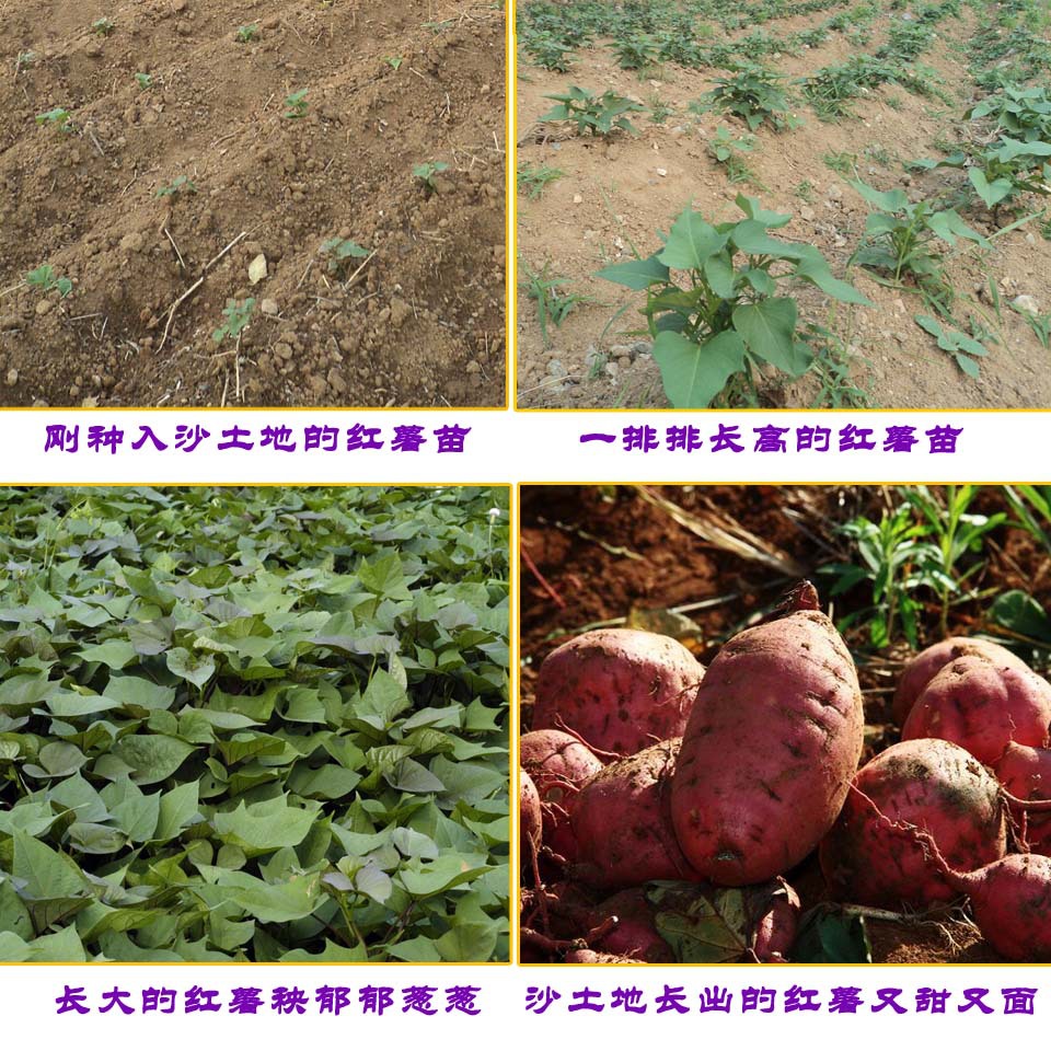 红薯生长有四个阶段图片