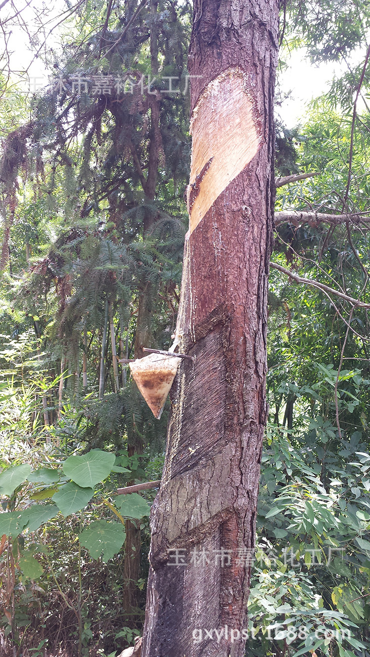 供应一级脱毛松香 出售散装胶粘用松香 供应出口级松香