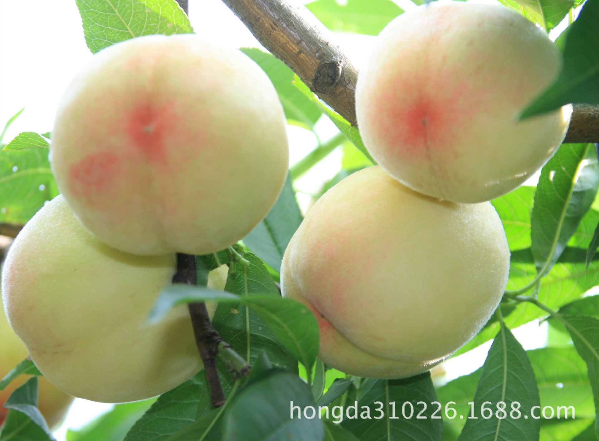 新场水蜜桃 正宗果园村 新凤密露桃