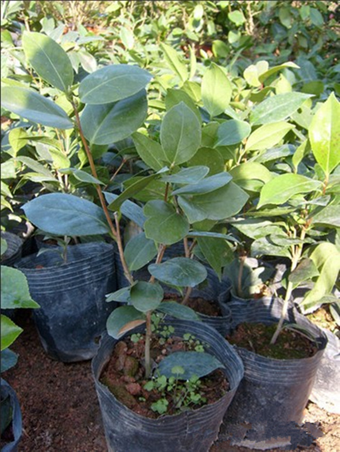 江苏宿迁批发优质茶花树苗 红色茶花 2年苗 当年开花 盆栽花卉苗 品种