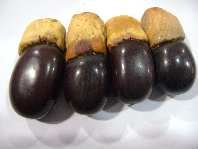 缅茄通货 缅茄菩提子 缅茄有大货20吨