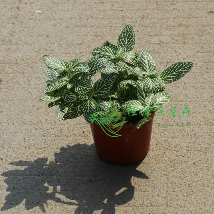 批发迷绿植盆栽净化空气防辐射微景观专用a80白天使网纹草