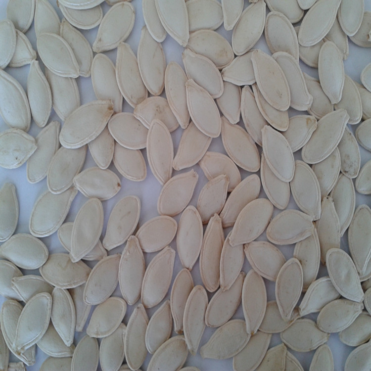 长期供应新疆优质 有壳南瓜籽 葫芦瓜籽