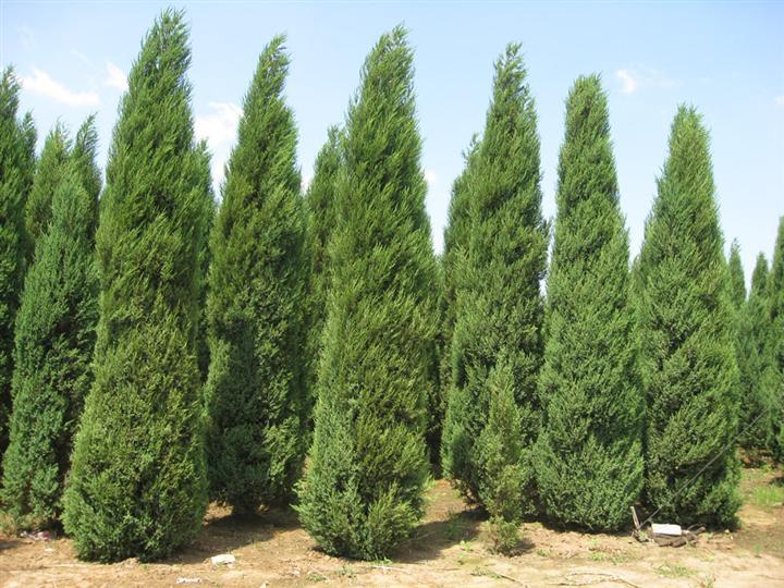 供应色块绿化苗木大桧柏大塔柏蜀桧块柏250400厘米