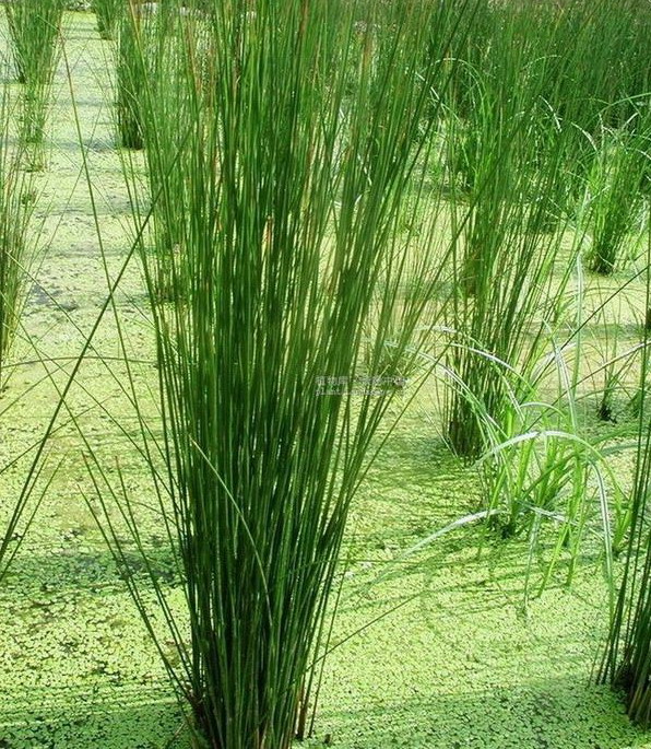 批发水生植物灯心草 江苏沭阳新河灯心草