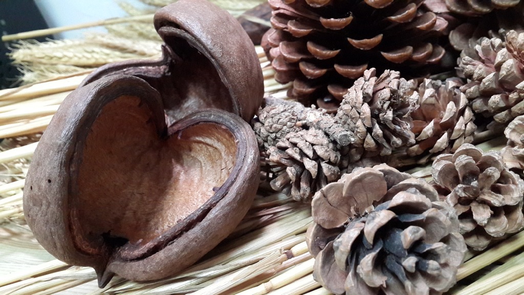 超大美国松果 12~16cm