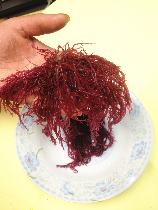 特级红绿海藻别名海草