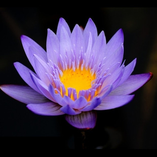 水生花卉/睡莲新品种紫珍妮/水景绿化睡莲一颗批发