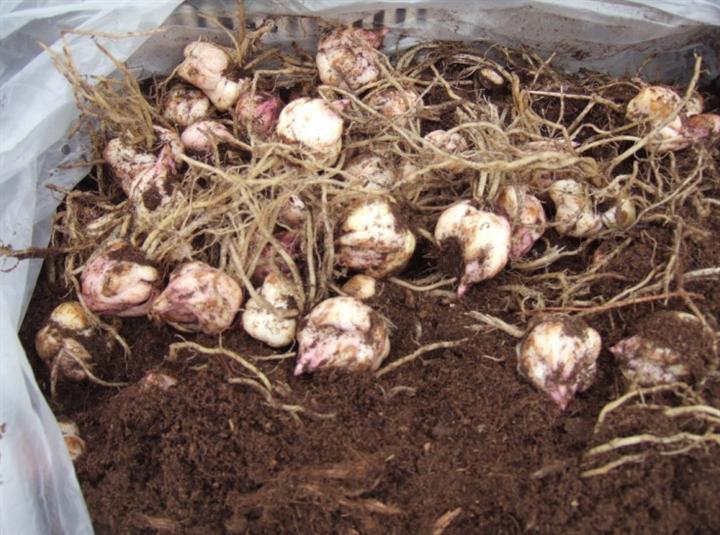 进口香水百合种球绿色百合花球根花卉球根植物百合种子