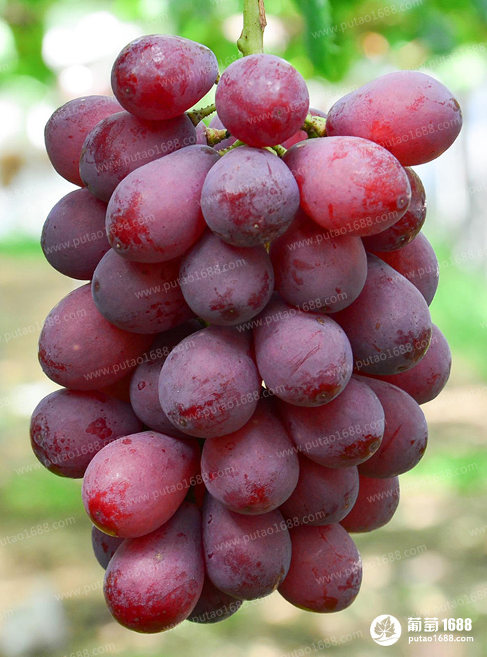 葡萄苗木基地直销妮娜女王葡萄苗 新品种葡萄苗 嫁接葡萄苗种苗