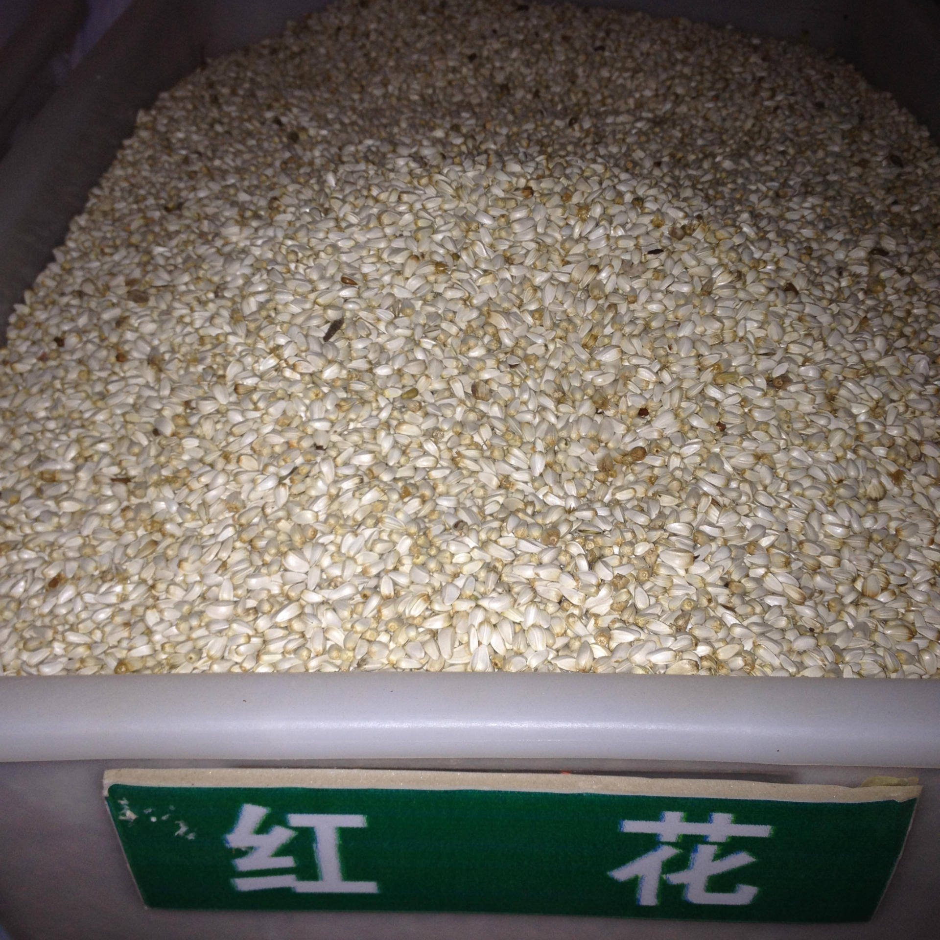 批发精选优质红花种子 草红花 藏红花 药材种子