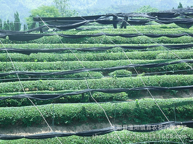 批发6针黑色遮阳网 防晒网pe网 遮阳率95% 塑料网 农用遮阳网