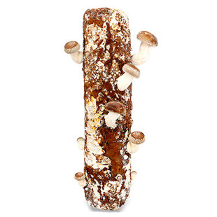 香菇食用菌棒图片_香菇食用菌棒图片大全 - 阿里巴巴海量精选高清图片