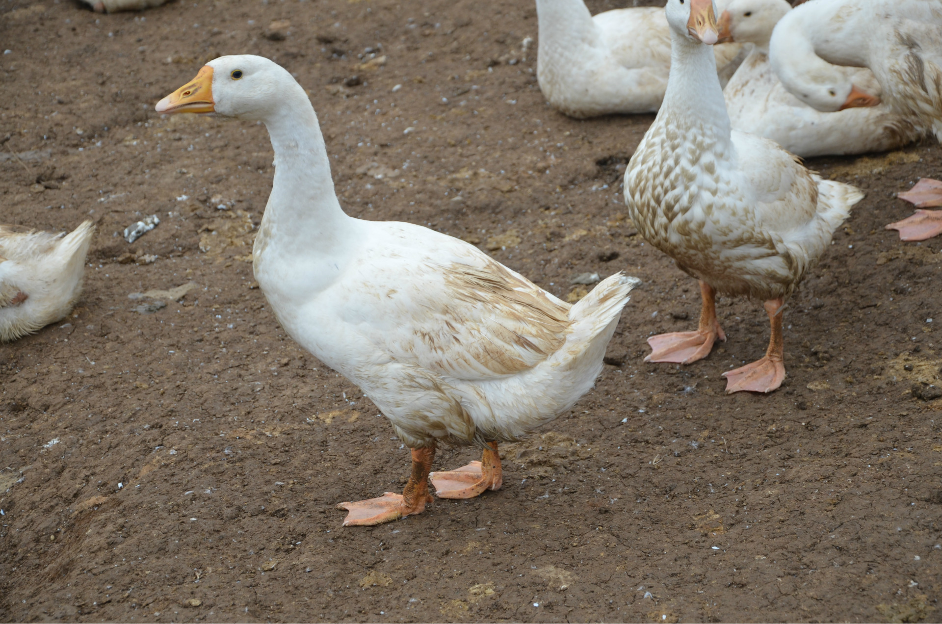贵州白羽狮头鹅 原生态放养家禽 味美肉鲜 滋补上品 可大量批发