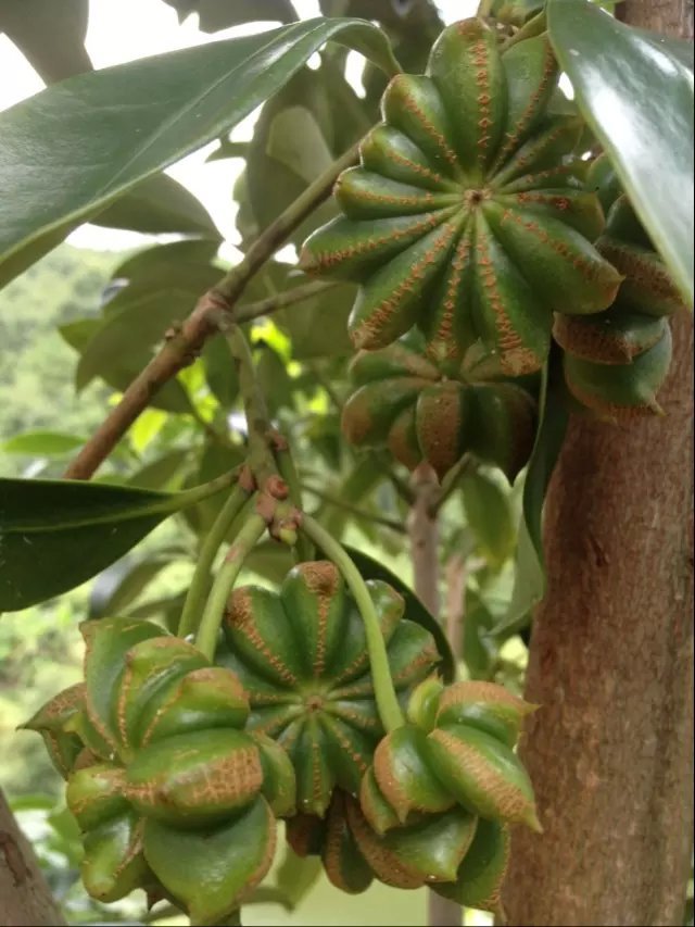 如何把家乡特产八角茴香,桂皮等香料打入上海市场!求支招?