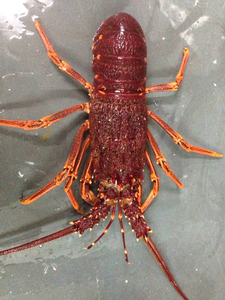 批发销售 鲜活进口澳洲大龙虾 冷冻澳洲龙虾 野生深海海鲜