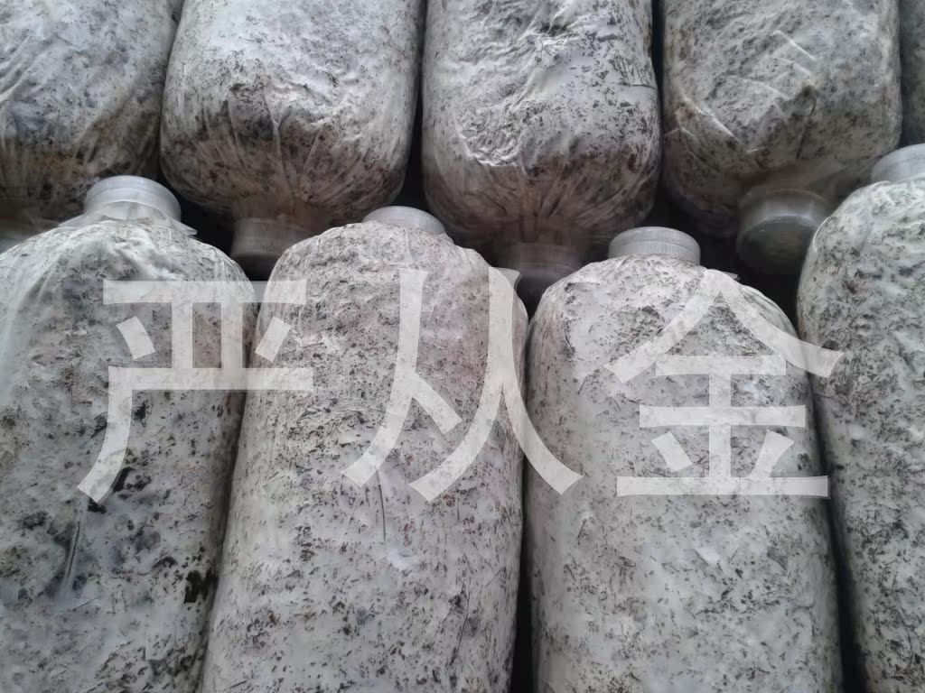 批发供应2015石斛小菇树叶型天麻萌发菌培育天麻零代种子专用菌种