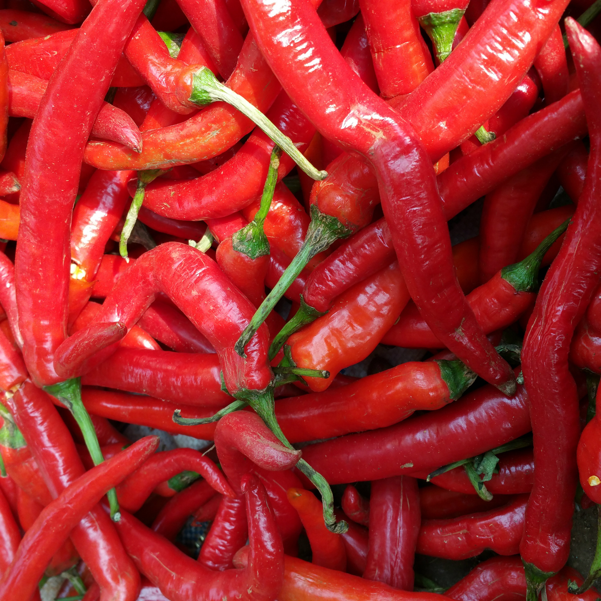 绿色蔬菜 海南徐闻红线椒