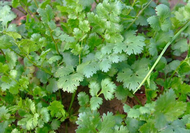 蔬菜种子 意大利大叶香菜种子 四季可播芫荽 香菜 耐寒耐热20g/包