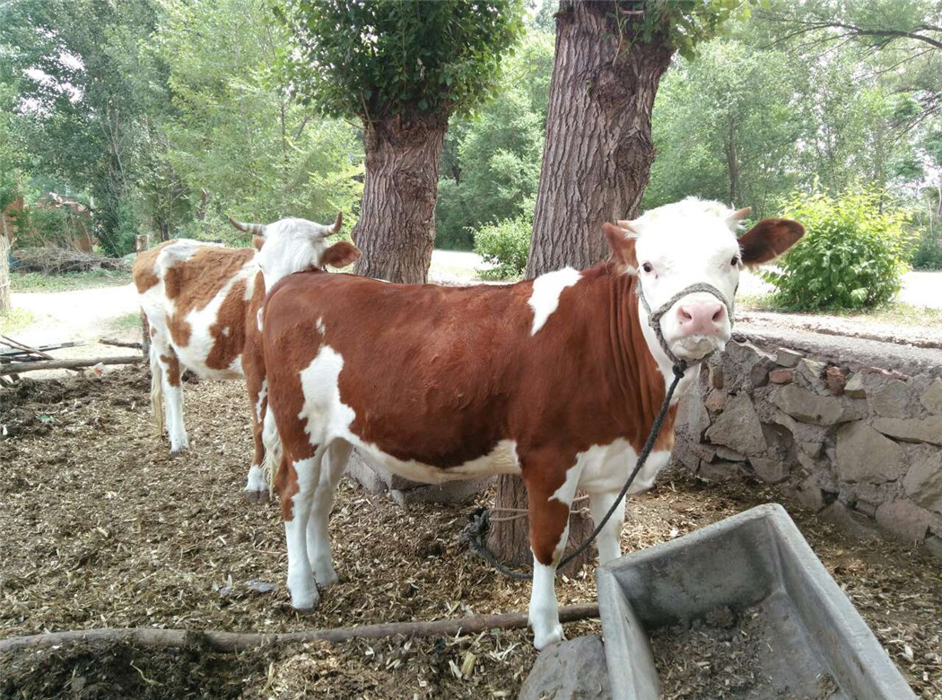 西门塔尔牛养殖场出售批发肉牛 屠宰育肥肉牛价格 纯种西门塔尔牛