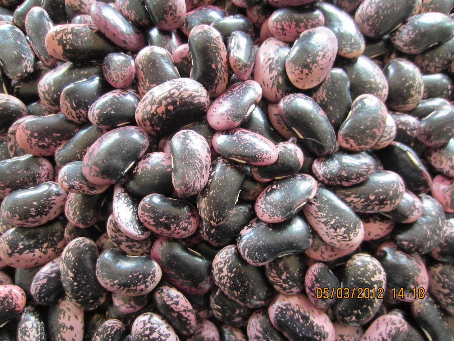 各种黑豆大米藜麦红扁豆小麦鹰嘴豆南瓜籽的全景拍摄五谷养生图片下载 - 觅知网