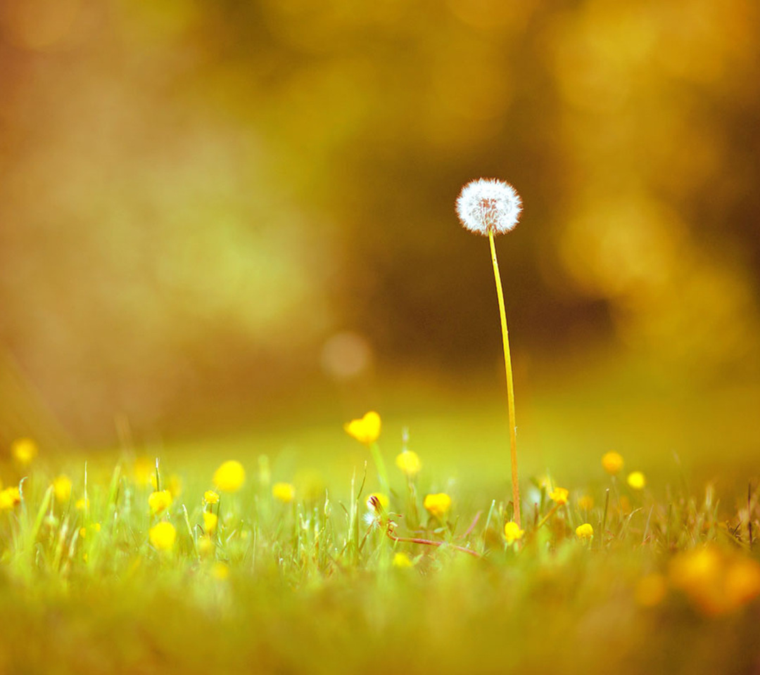 闲看花开,静待花落,冷暖自知,干净如始
