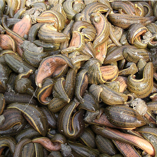 批发中药材 金钱水蛭 清水水蛭 厂家直销 大量供应