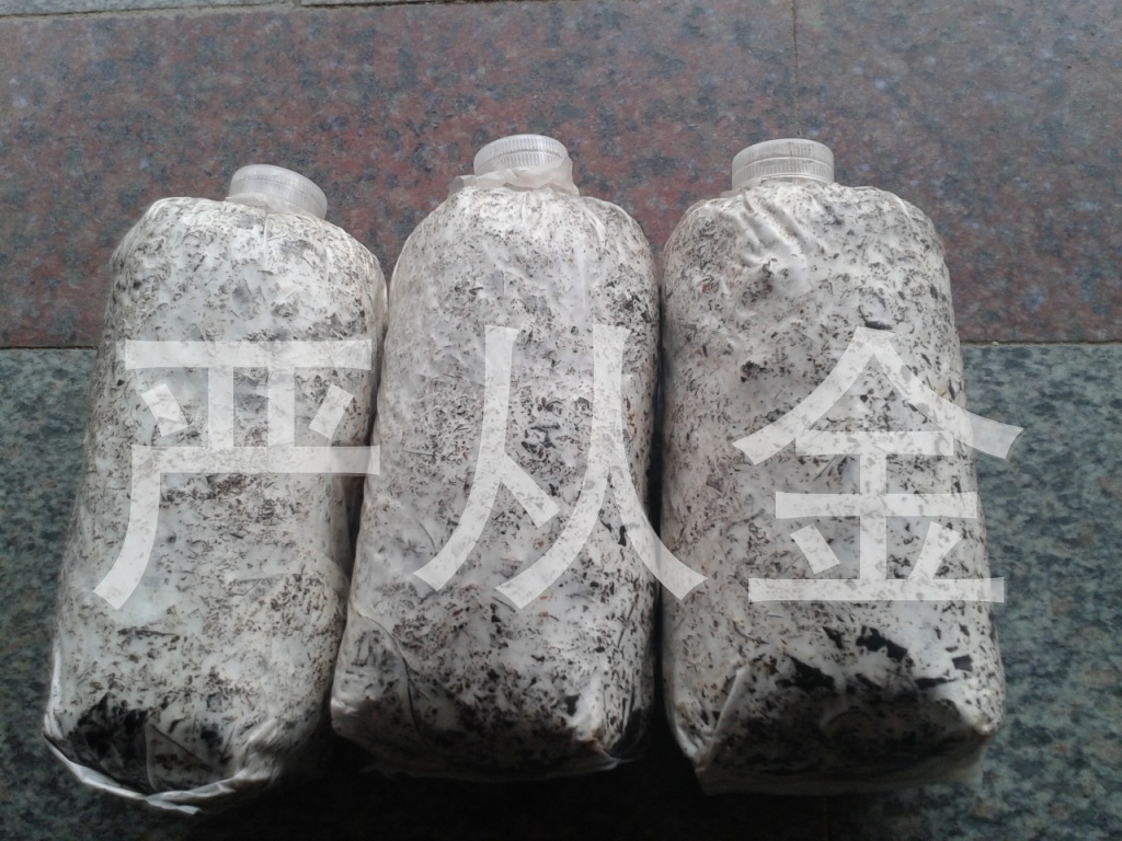 批发供应2015石斛小菇树叶型天麻萌发菌培育天麻零代种子专用菌种