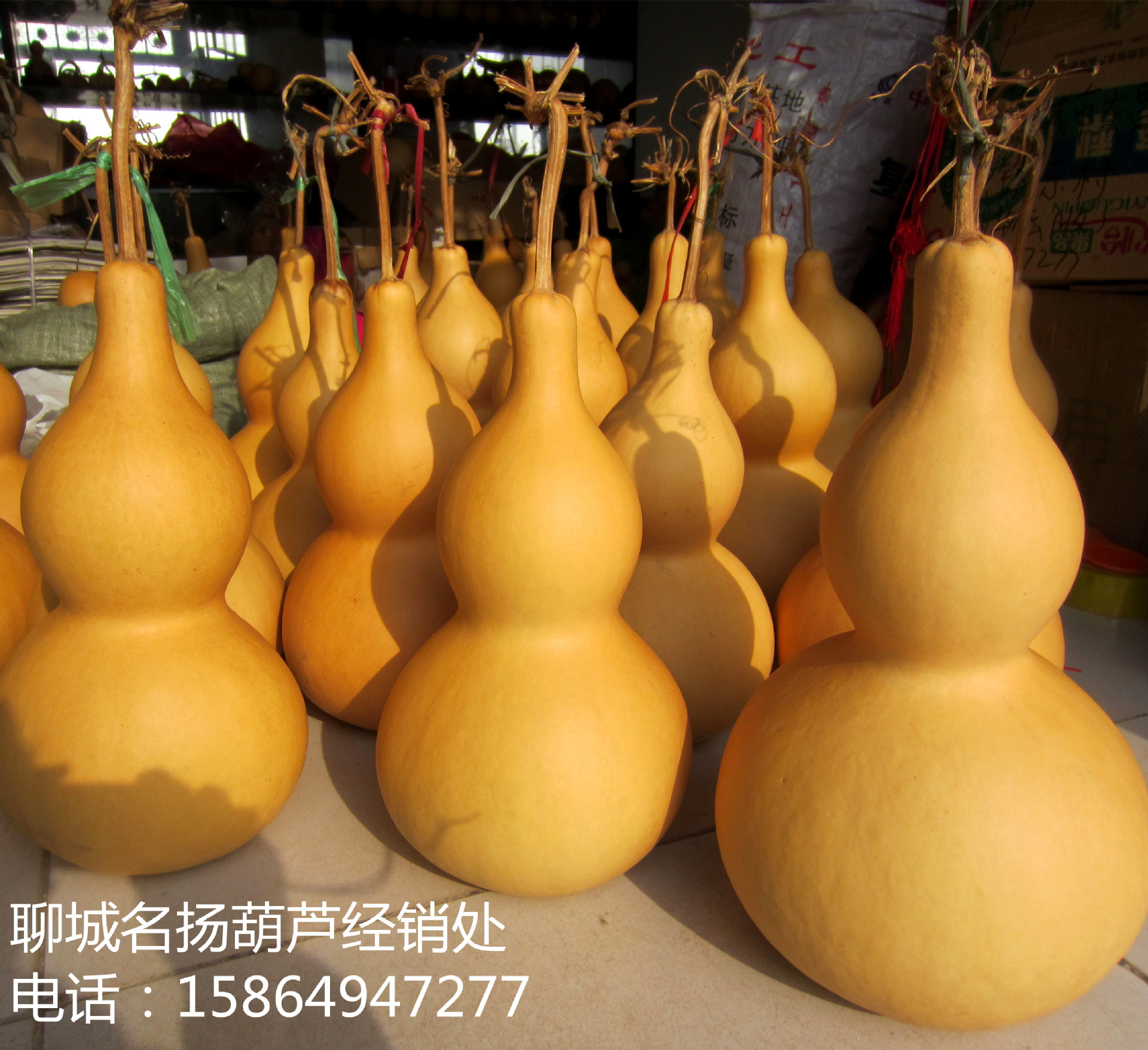 2个包邮批发天然特大葫芦 大亚腰葫芦 大葫芦摆件 30-45厘米带龙