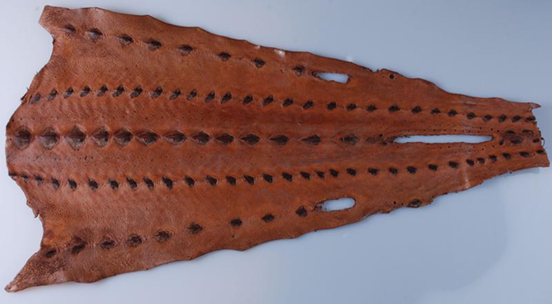 多色鲟鳇鱼皮革鲟鱼皮 可定制